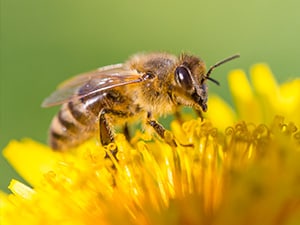 How do essential oils help our honey bees? - Mountain Sweet Honey